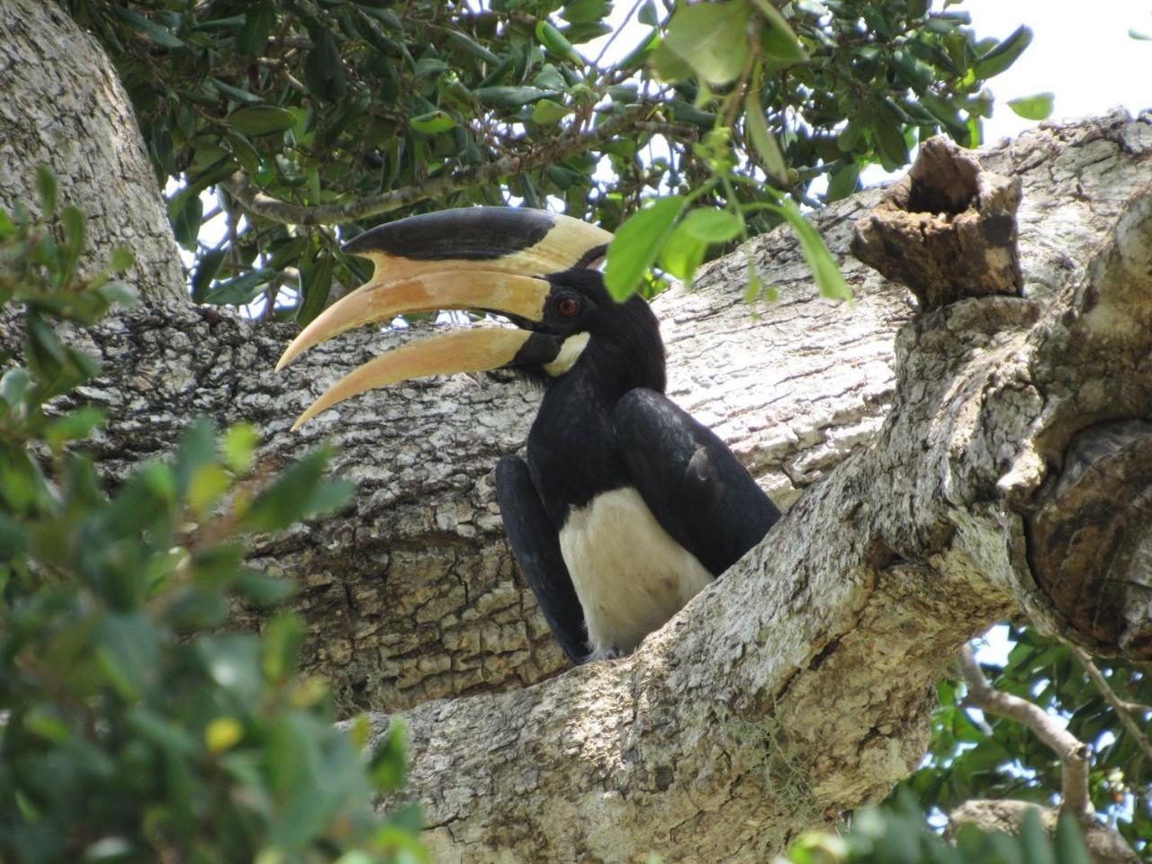 Wadula Safari - Yala Kataragama Exterior foto